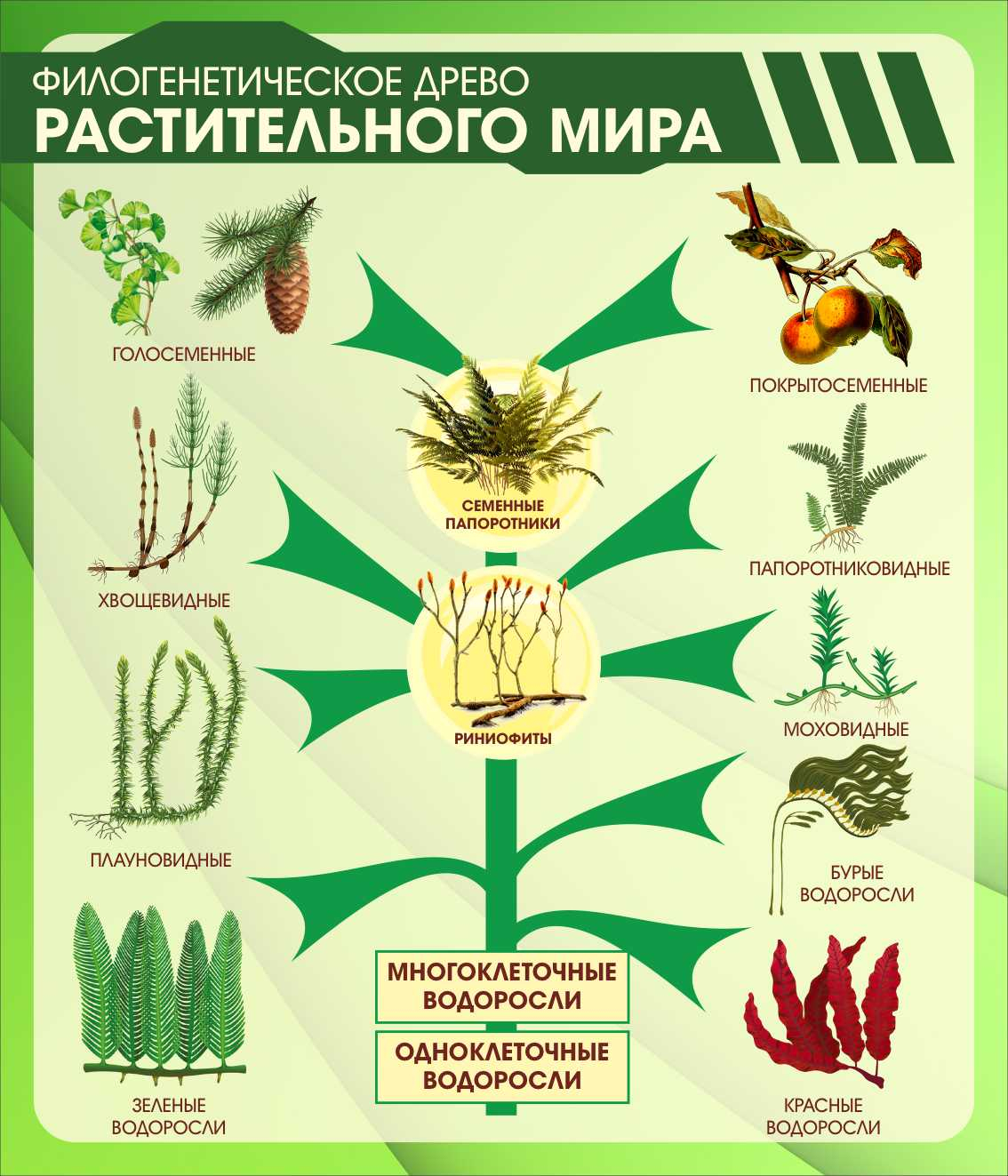 Филогенетическое древо растительного мира в Чите